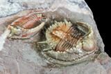 Beautiful Basseiarges Trilobite With Partial - Jorf, Morocco #108757-3